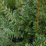 Tis obyčajný 
Taxus baccata ihličie 