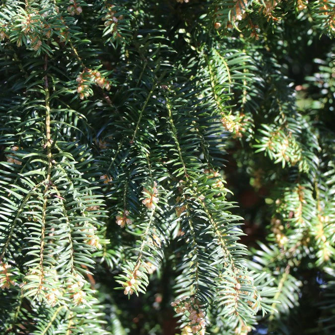 Tis obyčajný Dovastoniana detail