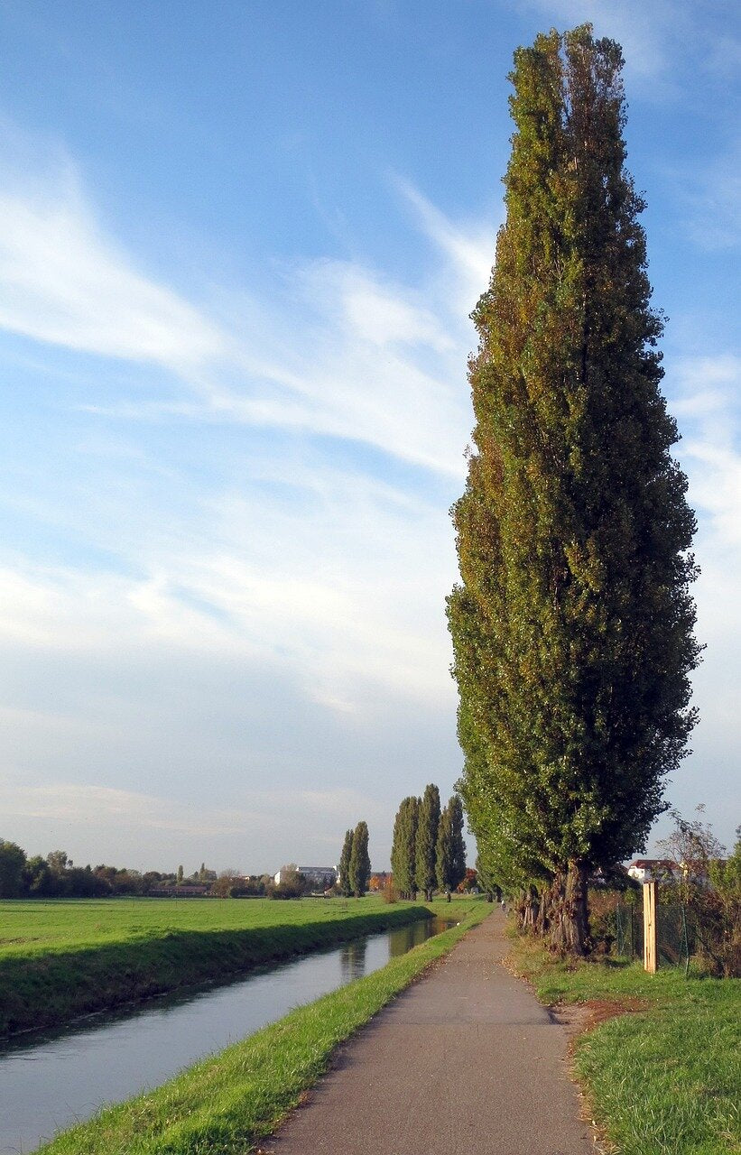 Topoľ čierny italica detail strom Populus nigra italica