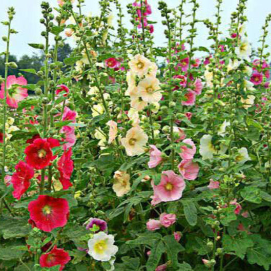 Alcea ficifolia topolovka figolistá jedlé kvety  	
TJKTOPFIGK