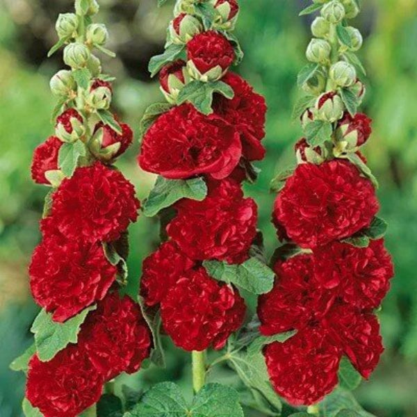 Alcea rosea ´Chaters Red topoľovka ružová jedlé kvety červeníé TJKTOPRUZK