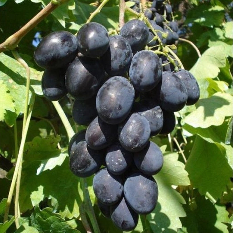 Vinič hroznorodý Black Magic
