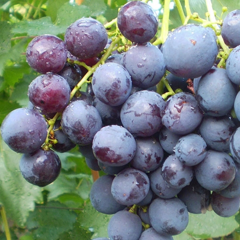 Vinič hroznorodý Rošfor detail plody