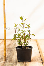 zemolez kamčatský Aurora Lonicera kamtschatica v kontajneri   OKZKAURK
