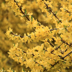 Zlatovka prostredná 'Goldzauber' (Zlatý dážď)